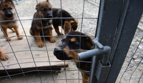 В столице спасли щенков, провалившихся в трубу на стройке