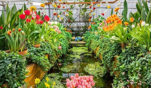 Тысячи тюльпанов расцветут к 20 февраля в "Аптекарском огороде"