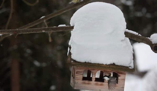 Специалисты Мосприроды сообщили о нашествии щеглов на юго-востоке Москвы