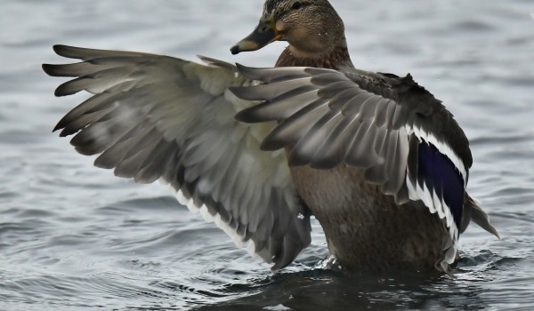 Специалисты Мосприроды заметили на Яузе утку-блондинку