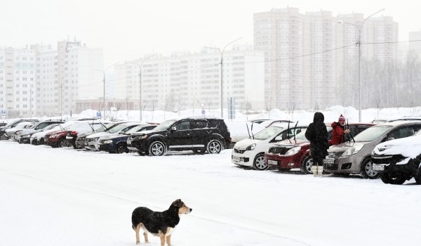 Более 340 объявлений о потерявшихся домашних животных опубликовали на сервисе mos.ru с декабря 2020 года