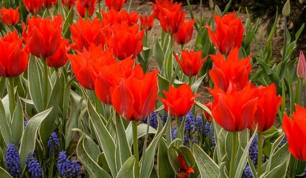 Весенний фестиваль цветов в "Аптекарском огороде" — с 10 апреля до 30 мая