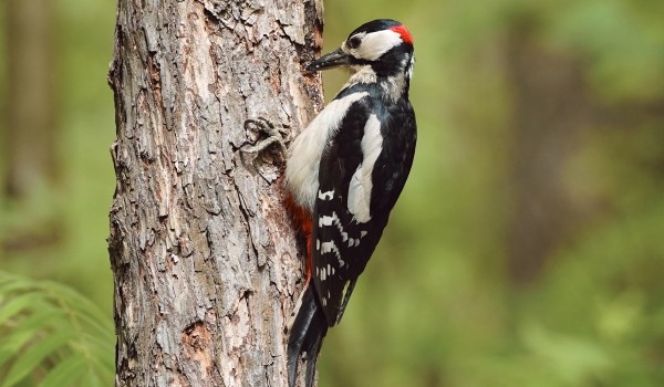 Краснокнижных дятлов заметили специалисты Мосприроды в Измайловском лесопарке