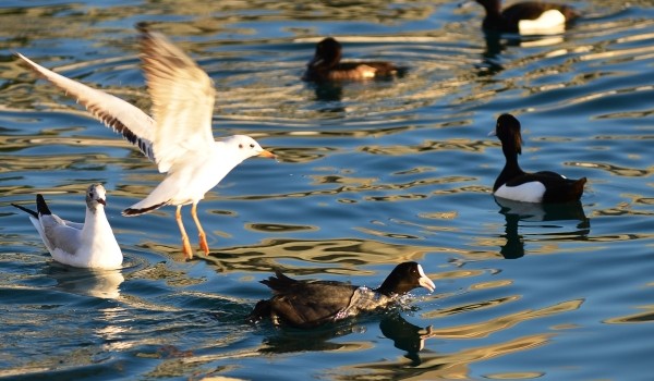 Перелетные птицы начали возвращаться в Москву