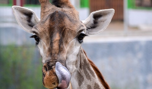 Жираф Липа в Московском зоопарке вышла в уличный вольер