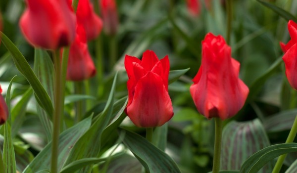 Первые тюльпаны в Москве расцвели в "Аптекарском огороде" 13 апреля