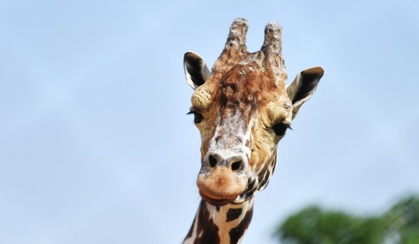 Жирафа Самсона в Московском зоопарке перевели в открытый вольер