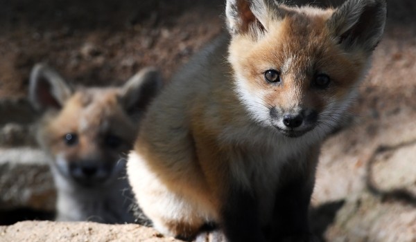 Три лисицы в Кузьминках принесли потомство
