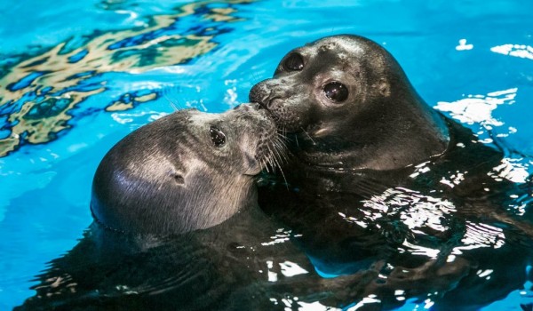 В «Москвариуме» на ВДНХ отметят День нерпенка