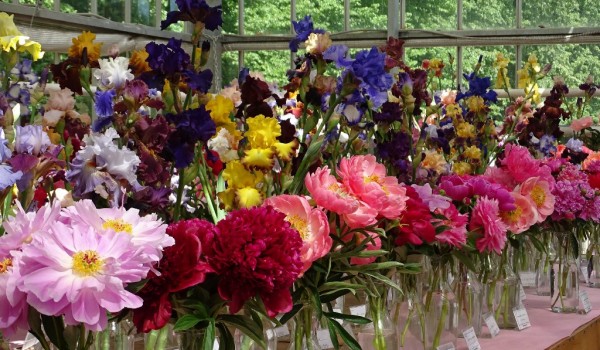 Выставка пионов и ирисов пройдет со 2 по 23 июня в "Аптекарском огороде"