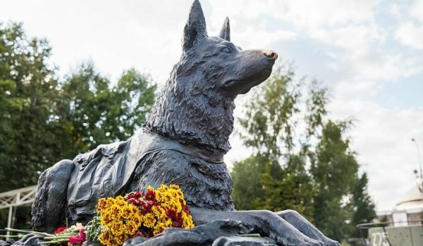 Музей Победы запустил международный конкурс рисунков «Собаки-герои»
