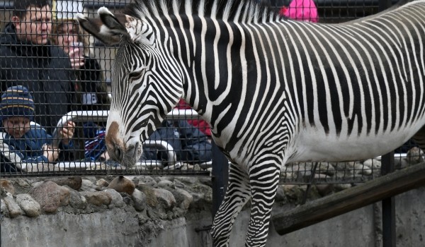 Две зебры из Чехии поселились в Московском зоопарке