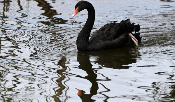 Птенцы черношейного лебедя появились на свет в Московском зоопарке