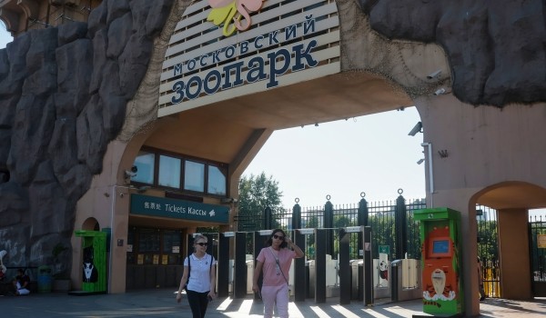 Детеныши дагестанского тура родились в Московском зоопарке