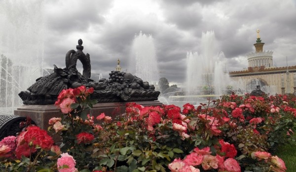 ВДНХ впервые опубликовала карту цветения роз