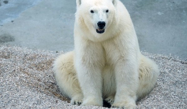 Московский зоопарк запустил голосование по выбору имени для спасенной в Якутии белой медведицы