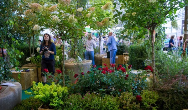 Собянин: Фестиваль «Цветочный джем» пройдет с 1 сентября по 1 октября