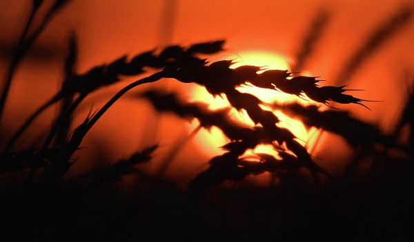 «Мы сохраним лидерство в экспорте пшеницы»: Глава зернового союза рассказал об убытках урожая в Центральной России