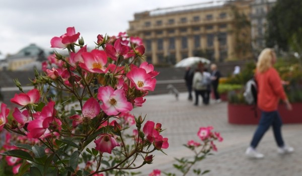 Садоводы-любители создадут в Москве 170 цветников из 7 тыс. растений в рамках фестиваля «Цветочный джем»