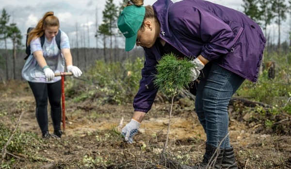 Более 500 деревьев и около 9,3 тыс. кустарников высадили на участке Ленинского проспекта в Москве