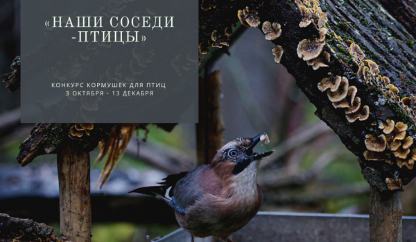 Конкурс кормушек «Наши соседи – птицы» запустят в Москве с 8 ноября