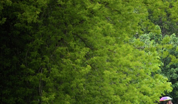 Более миллиарда рублей ежегодно будут выделять столичные власти на содержание лесного пояса вокруг города