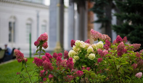 Растения "Цветочного джема" после фестиваля передадут паркам и скверам Москвы