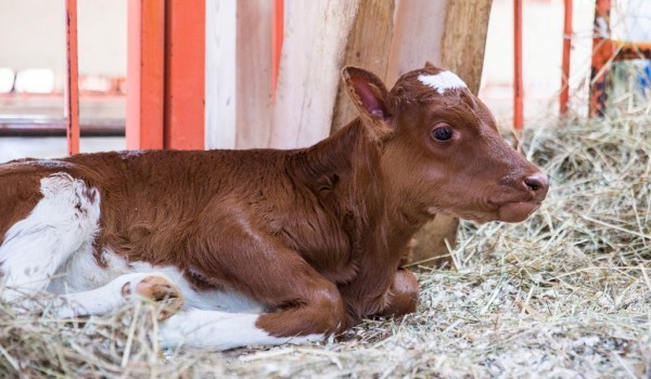 В День города на ВДНХ пройдет выставка животных-рекордсменов