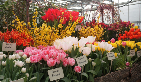 Тысячи тюльпанов расцветут к 23 февраля в "Аптекарском огороде"