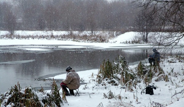 Краснокнижный чирок-свистунок остался на зимовку в парке «Царицыно»