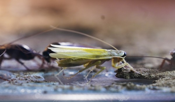Экологи утверждают, что распространение мадагаскарских тараканов в Москве невозможно