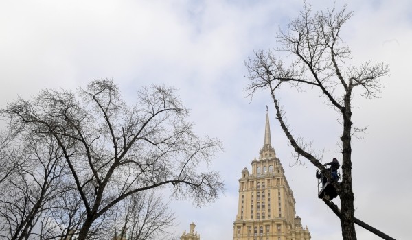 Департамент природопользования: В Москве завершилась зимне-весенняя обрезка деревьев