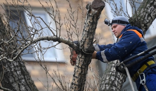 Кульбачевский: Около 25 тыс. деревьев обрезали в Москве с начала года