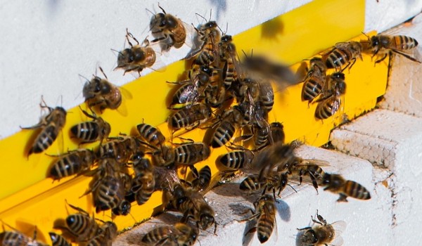 Около 130 пчелиных семей пережили зиму в экоцентрах и парках столицы