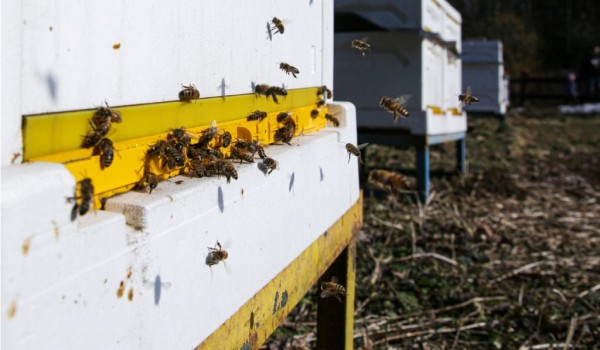 Медоносные пчелы совершили первый облет на пасеках Мосприроды