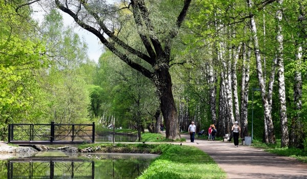 Мухоловок-пеструшек заметили в парке «Кузьминки-Люблино»