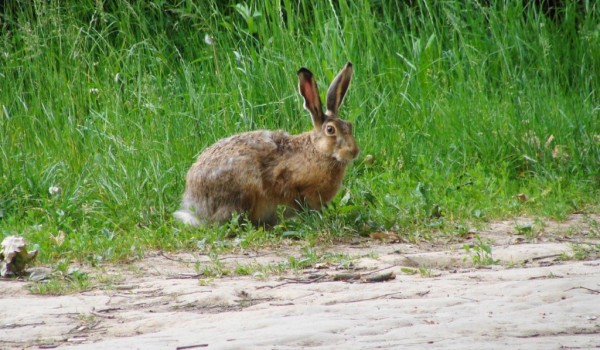 Зайца-русака заметили в долине реки Сетуни