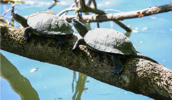 Болотные черепахи появились в лесах и парках Москвы