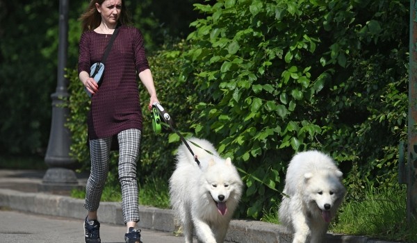 16 июля в Воронцовском парке пройдет фестиваль для собак и их владельцев