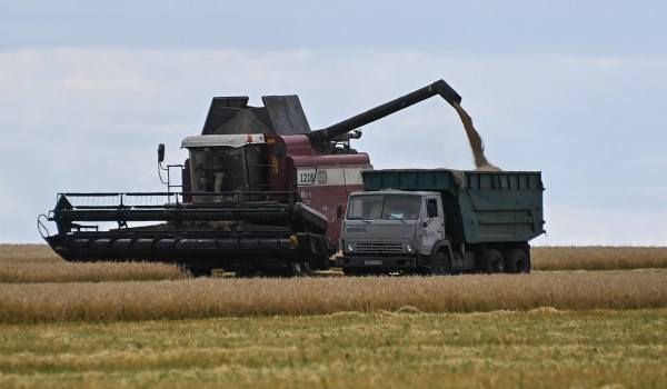 Идут дожди – клейковина вымывается: Президент РЗС спрогнозировал снижение качества пшеницы в Московском регионе