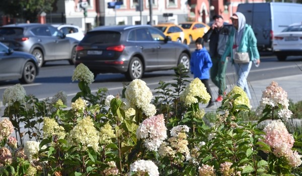 Дополнительные цветы высадят в Москве к Дню города