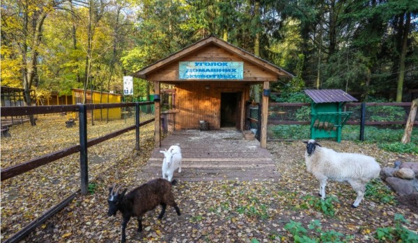 Алмазные фазаны, козы и кролики переедут в теплые жилища на природных территориях Москвы