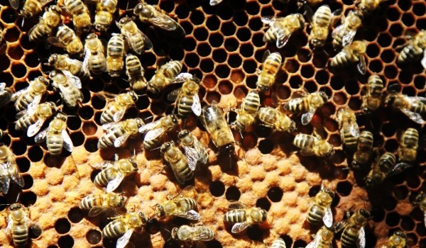 Пчелы начали готовиться к зимовке в лесах и парках Москвы