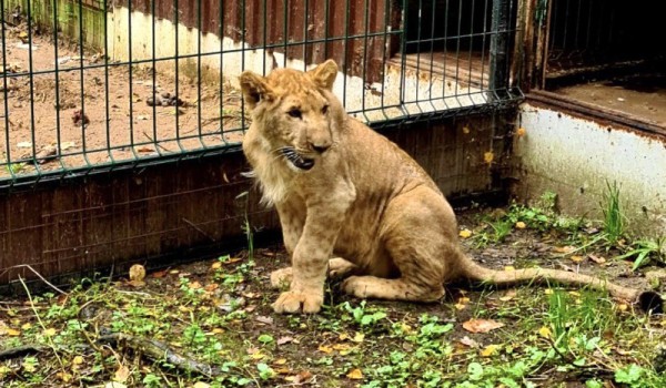 Львенка привезли в Центр реабилитации диких животных в Москве