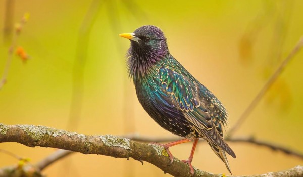 Обнять дерево и покормить птиц: Мосприрода назвала лучшие способы снятия стресса