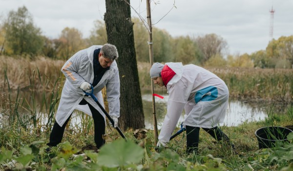 Более 80 лиственниц, ив и каштанов высадили в парке Капотни