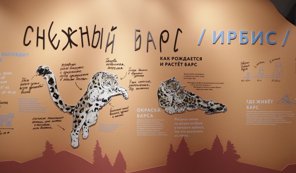 С заботой о природе: Москвичей пригласили на выставку о спасении снежного  барса