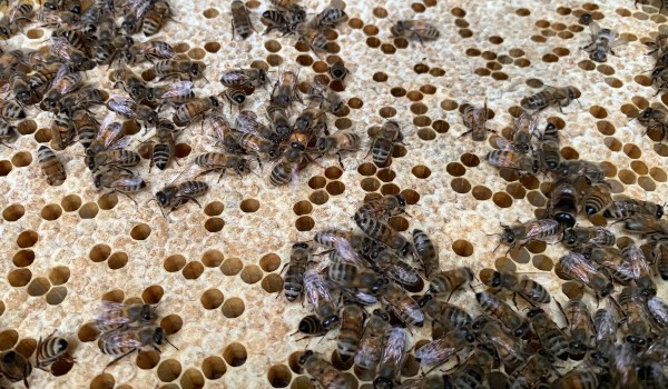 Пчелы на природных территориях Москвы подготовились к зимовке