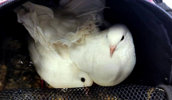 В московском метро забыли пару белых голубей