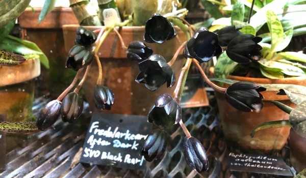 Москвичи смогут увидеть цветение самой черной орхидеи в мире